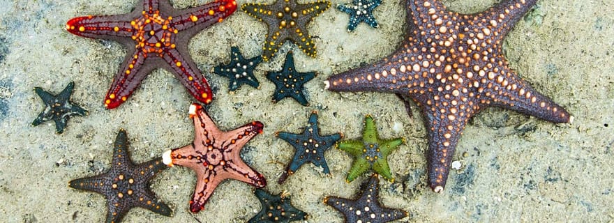 Plongée en apnée, déjeuner au Rock, plage de Paje, île de Mnemba