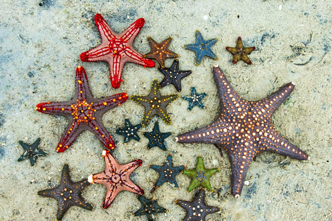 Snorkeling, Pranzo alla Roccia, Spiaggia di Paje, Isola di Mnemba