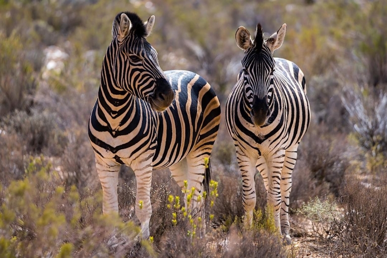 Safari w rezerwacie Aquila Game Reserve z opłatami za park, transferami i lunchem