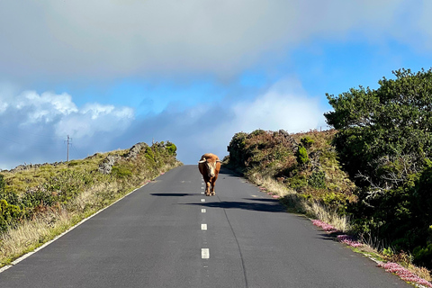 Pico Island: Lagoons and Mysterious Lava Tunnels Guided Tour