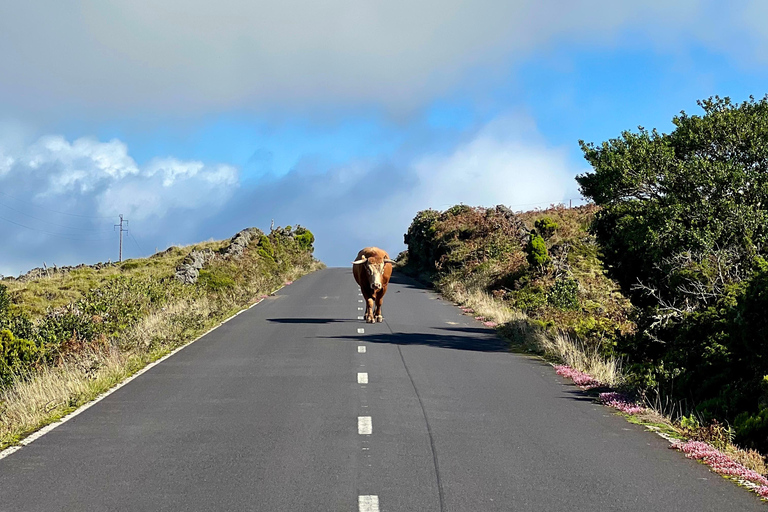Pico Island: Lagoons and Mysterious Lava Tunnels Guided Tour