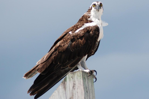 Key West: Katamaran Tour zur Hai- und Wildtierbeobachtung