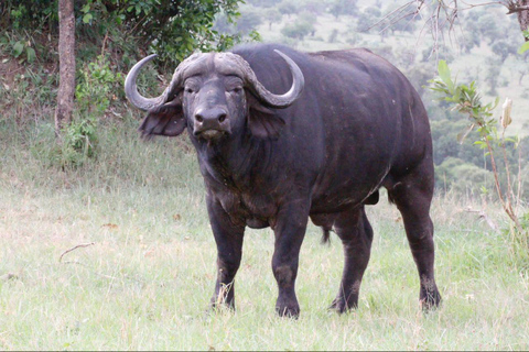 Arusha: 6-Day Best of Northern Circuit Adventure Safari