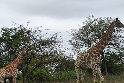 Vanuit Johannesburg: 6-daagse luxe Kruger Park safari