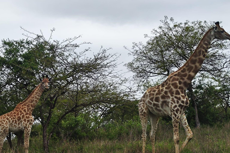 Vanuit Johannesburg: 6-daagse luxe Kruger Park safari