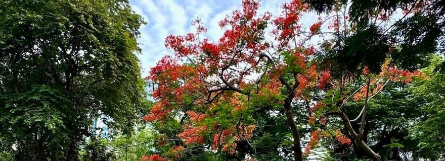 Bangkok : Yoga matinal pour tous les niveaux au parc Lumphini
