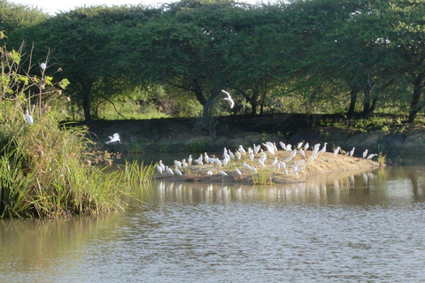 Mombasa: Nguuni Wildlife Walk & Mijikenda Village Experience