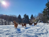 Da Borovets, esperienza di equitazione - Housity
