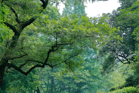 Wuxi: Hangzhou Nine Creeks & Longjing Tea Village Day Trip