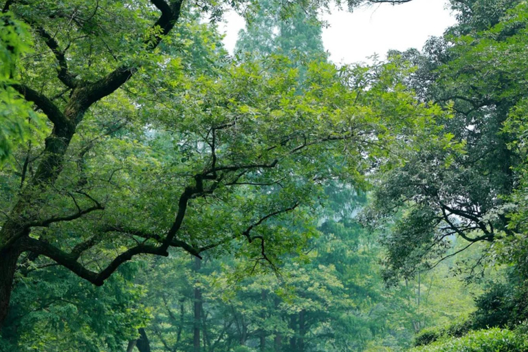 Wuxi: Hangzhou Nine Creeks & Longjing Tea Village Day Trip