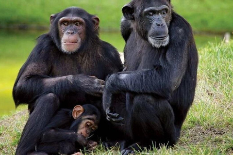 Nairobi: Ol Pejeta Conservancy Day Trip with Game Drives