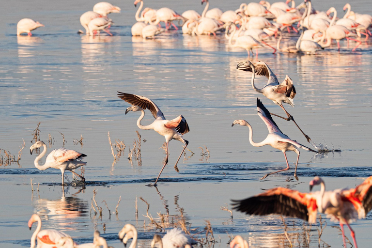 Viagem de 1 dia ao Lago Nakuru saindo de NairóbiViagem de um dia ao Lago Nakuru saindo de Nairobi