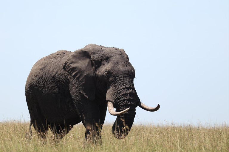 Viaggio di un giorno da Nairobi a Maasai Mara - AWNairobi: Escursione di un giorno nella Riserva Nazionale di Maasai Mara - Privato