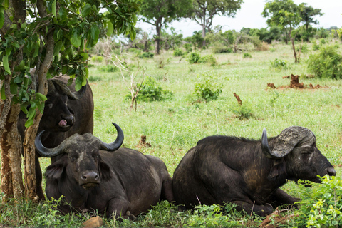 Mwea National Reserve Full-Day Safari from Nairobi