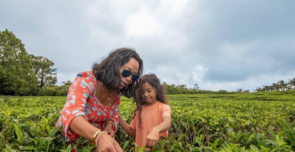 Mauritius: Tea Route Tour with Lunch & Transfers