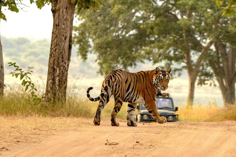 Desde Ranthambore Safari Oficial al Tigre en Canter con GuíaSafari al Tigre - Sólo para ciudadanos indios