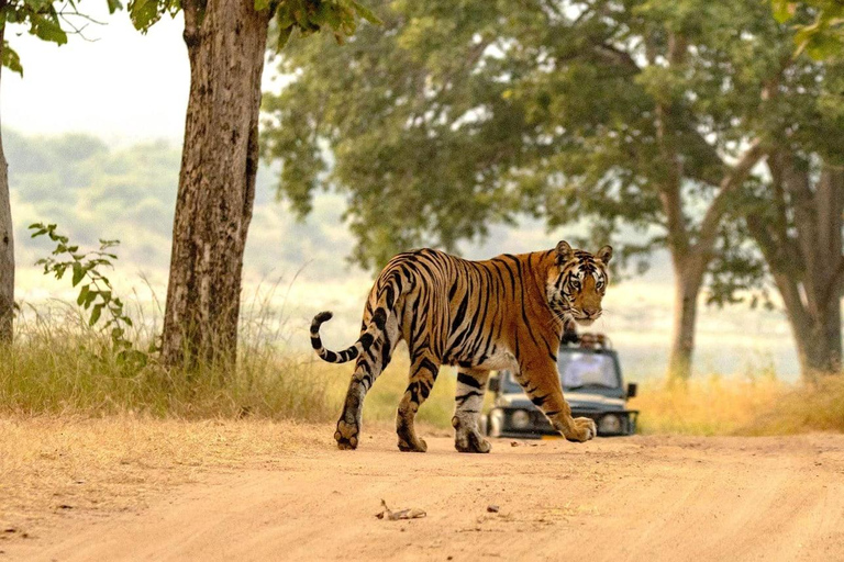 Z Ranthambore: Oficjalne safari tygrysów w kanterze z przewodnikiemSafari z tygrysem - tylko dla obywateli Indii