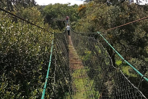 Nairobi: Caminhada pela Floresta Ngare Ndare e Canopy WalkNairobi: Caminhada pela Floresta Ngare Ndare e Passeio pela Copas das Árvores