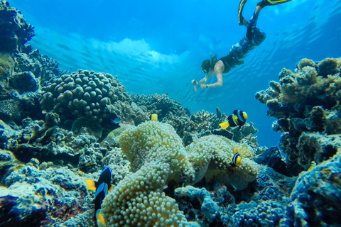 Sharm: Wycieczka morska na Białą Wyspę ze snorkelingiem, nurkowaniem i lunchemWspólna wycieczka z nurkowaniem, snorkelingiem i lunchem