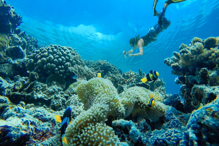 Sharm: Wycieczka morska na Białą Wyspę ze snorkelingiem, nurkowaniem i lunchemWspólna wycieczka z nurkowaniem, snorkelingiem i lunchem