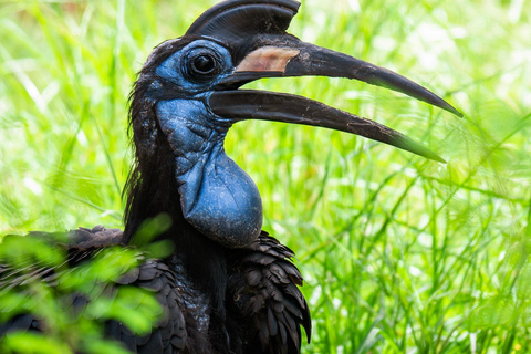 Phoenix Zoo Tour with Animal Encounters