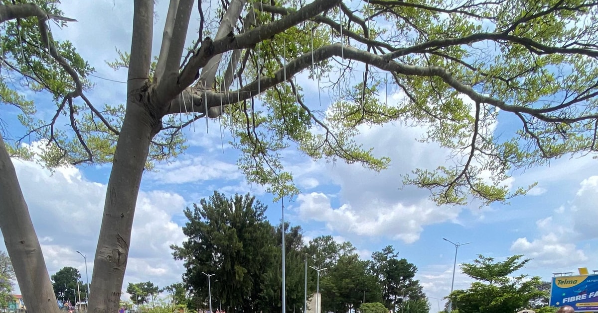 Transfert aéroport (ivato) hotel . (tananarivo) GetYourGuide