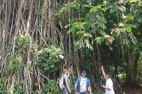 The Beautiful Garden, Rice Terrace and Waterfall In Bogor