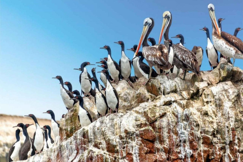 Observation of Marine Fauna in Ballestas Islands