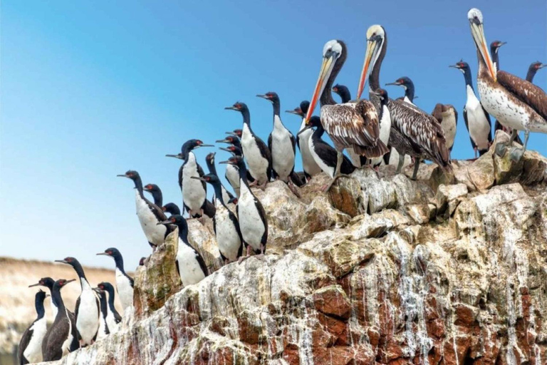 Observation of Marine Fauna in Ballestas Islands
