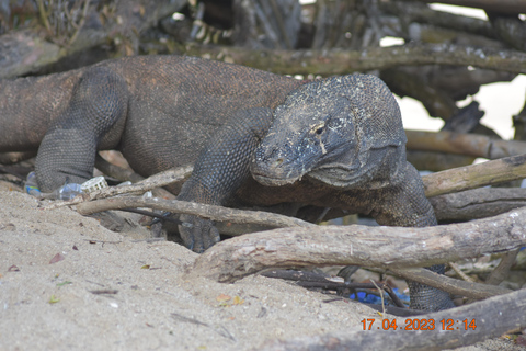 Labuan Bajo: 3-Day Komodo Herping Trip with Snorkeling
