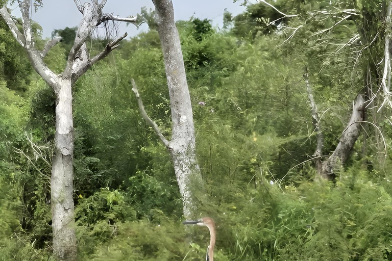 Uganda: 3-Day Murchison Falls & Kibale Chimpanzee Trekking