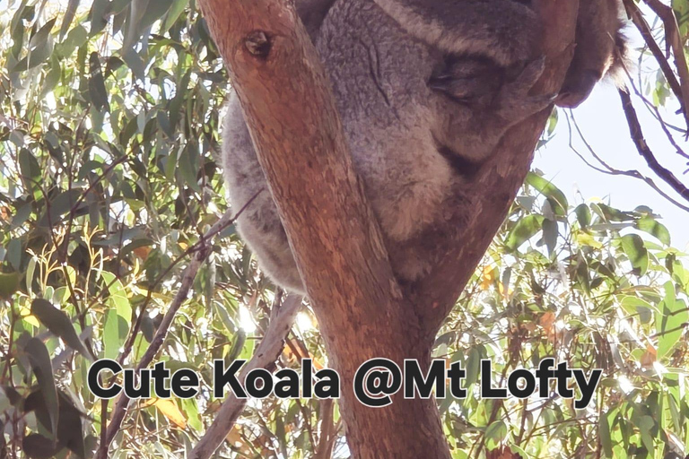 From Adelaide: Full-Day Hills to Wildlife Tour with Lunch