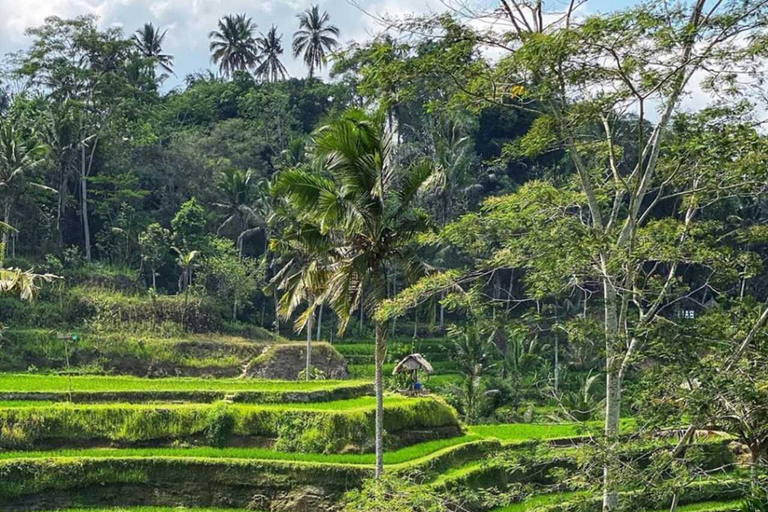 Ubud : Private Tour Waterfalls & Temple With Rice Terrace Private Tour With Spesial Group ( Exluded Entry Ticket )