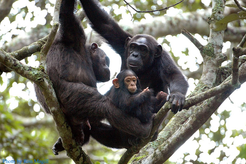 From Kigali: Nyungwe National Park 2-Day Tour with Zipline 2 Day Chimpanzee Trek, Canopy Walk, Zipline & Waterfall Tour