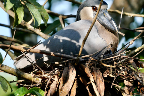 Maart 2025 Coasta Rica: Vogels kijken en fotograferenCoasta Rica: Vogels kijken en fotograferen