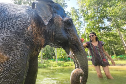 Phuket: Half Day or 2-Hour Ethical Elephant Care Sanctuary