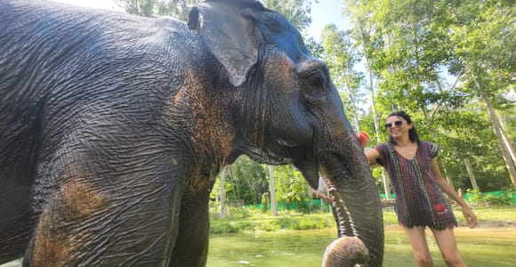 Phuket: Half Day or 2-Hour Ethical Elephant Care Sanctuary