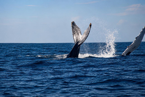 Mirissa: Blue Whale & Dolphin Watching Adventure with food WITH Entry Ticket (Tour Entry Ticket INCLUDED)