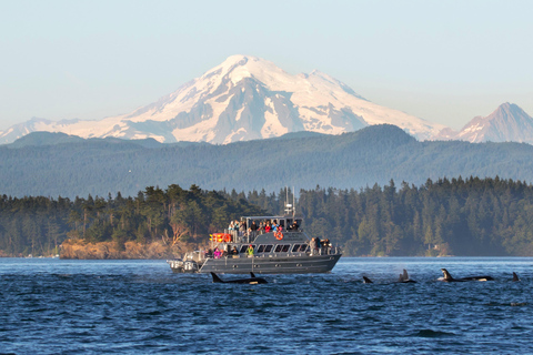 Anacortes: Whale and Orca Boat Tour near Seattle