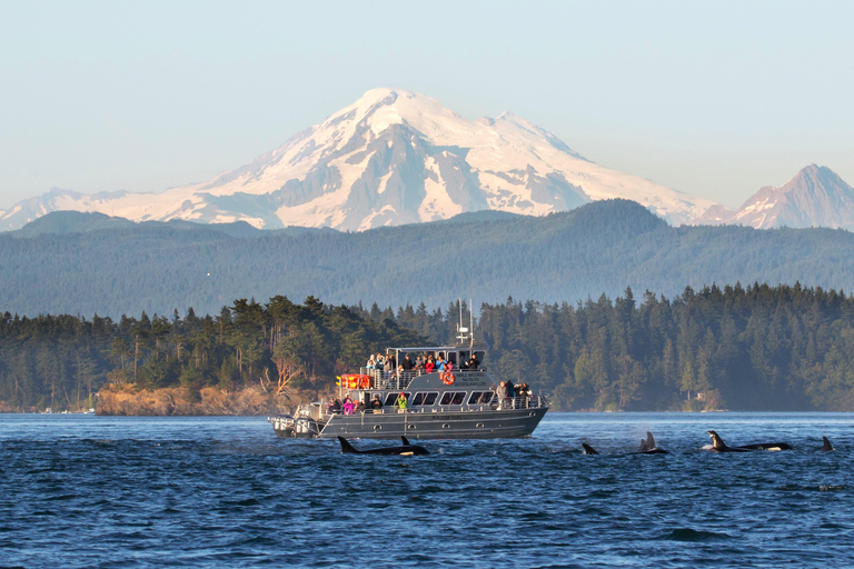 Anacortes: Whale and Orca Boat Tour near Seattle