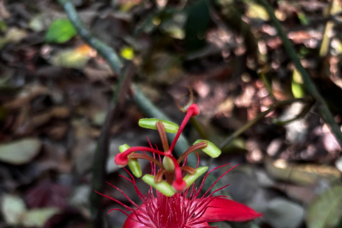 Puerto Jimenez: Parque Nacional Corcovado 2 Dias 1 Noche (boat in &amp; out)