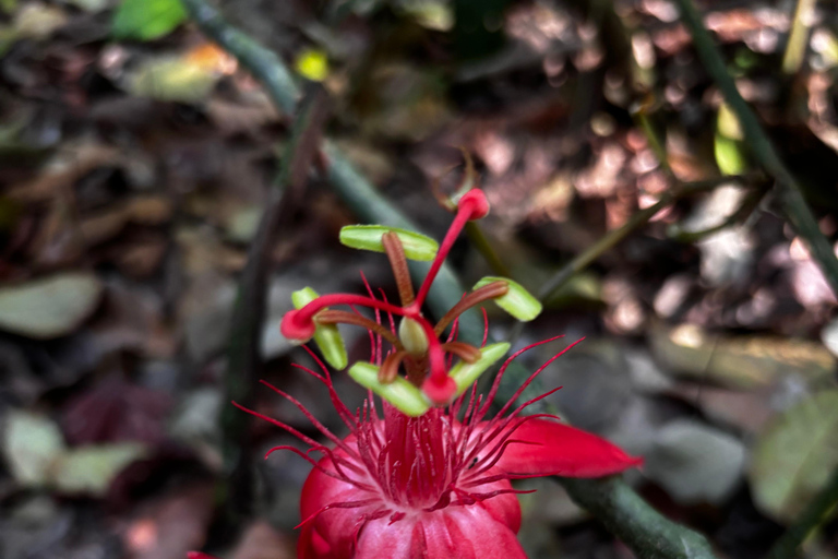 Puerto Jimenez: Parque Nacional Corcovado 2 Dias 1 Noche (boat in &amp; out)