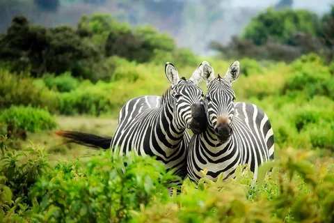 3 Days 2 Nights private flying Luxury Safari to Amboseli