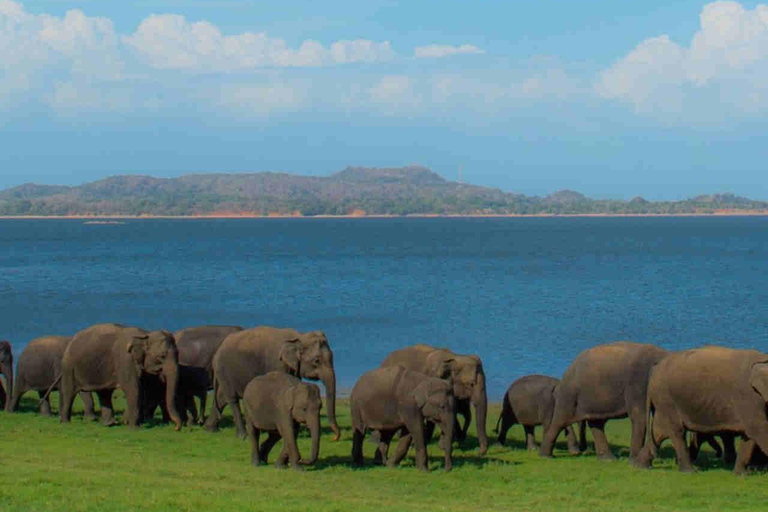 Kandy: Sigiriya Dambulla and Wildlife Watching Guided Tour Kandy: Sigiriya Dambulla and Jeep Safari All Inclusive