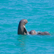 Broome: Rare Snubfin Dolphin Cruise - Gourmet Platters