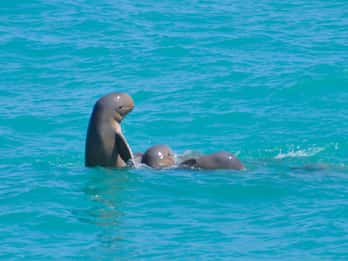Broome: Crociere con i delfini Snubfin