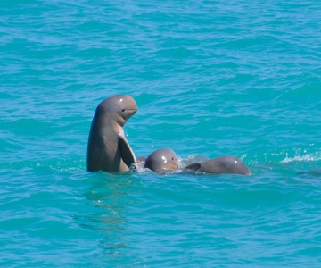 Broome: Cruzeiros com golfinhos