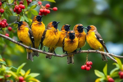 Muthurajawela Bird Watching Boat Tour & Colombo City Tour Tour from Bentota, Ahungalla, Hikkaduwa