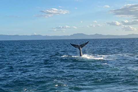 Punta Cana: Samaná, Cayo and Limon Waterfall + Whale Watch Samaná Cayo Levantado and Waterfall - Whale Watching
