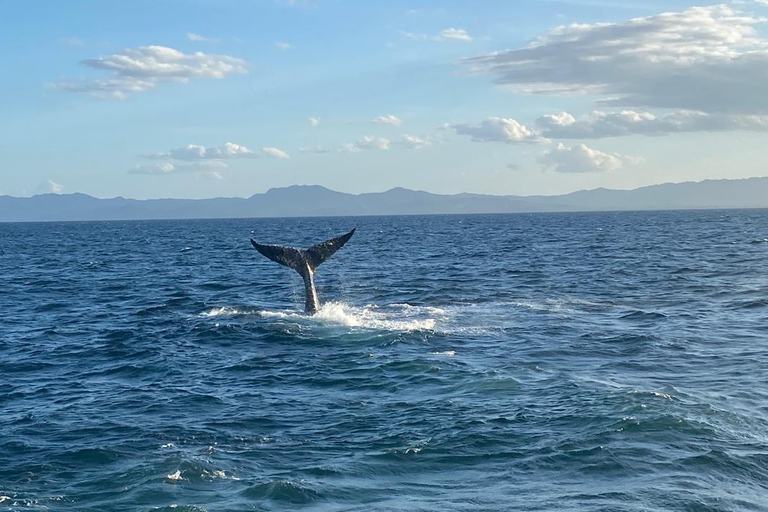 Punta Cana: Samaná, Cayo and Limon Waterfall + Whale Watch Samaná Cayo Levantado and Waterfall - Whale Watching